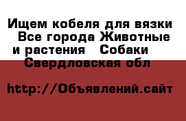 Ищем кобеля для вязки - Все города Животные и растения » Собаки   . Свердловская обл.